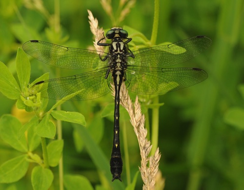 Male G. viridifrons or G. adelphus
2014_06_19_Rusk_WI